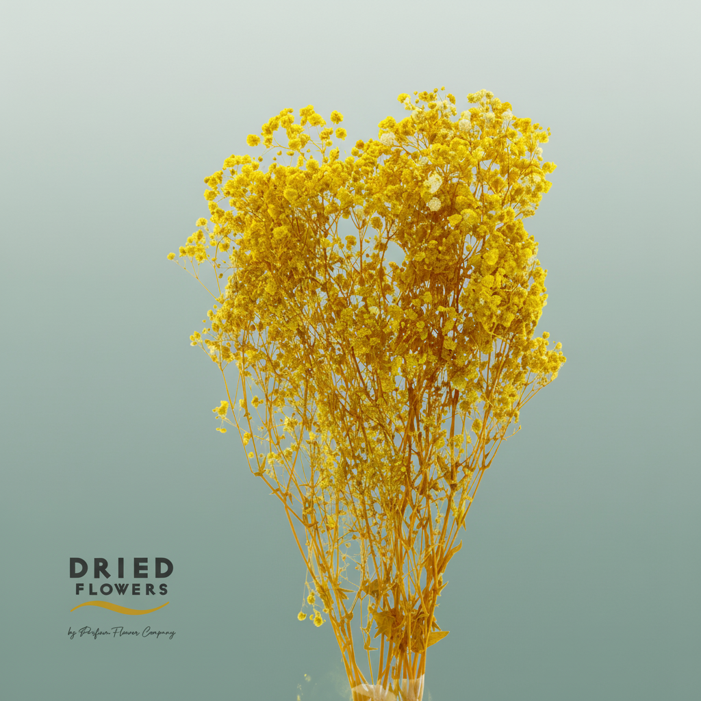 Dried Bleached Gypso Xlence Yellow