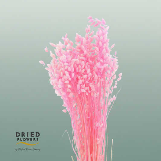 Dried Bleached Briza Pink