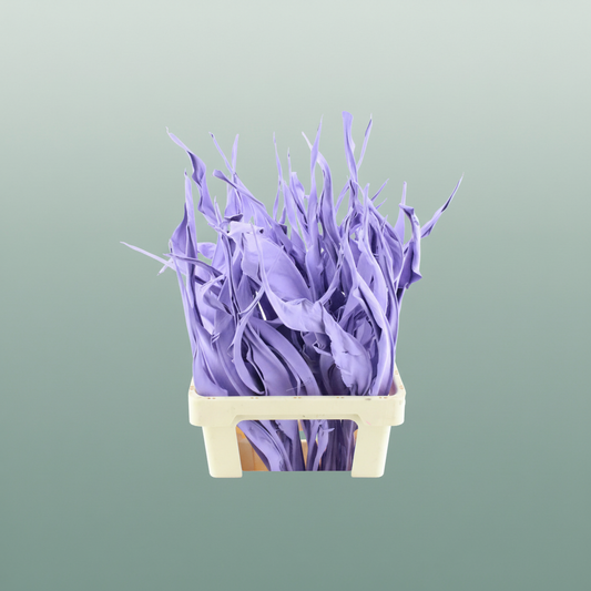 Dried Strelitzia Leaf Milka