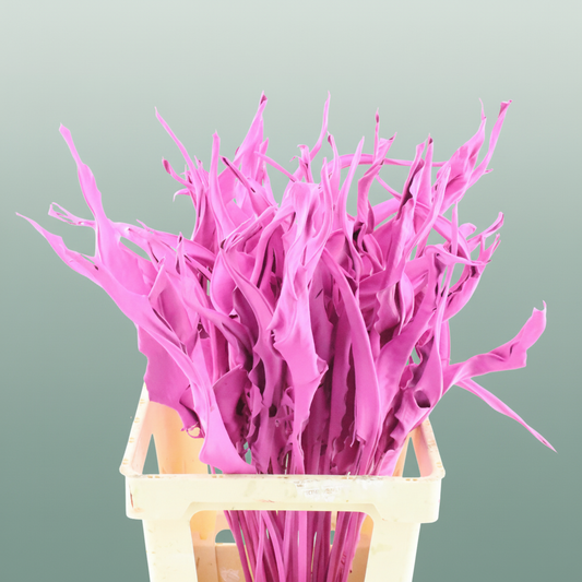 Dried Strelitzia Leaf Cerise