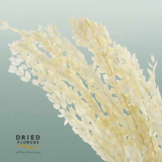 Dried Bleached Eucalyptus Parvifolia