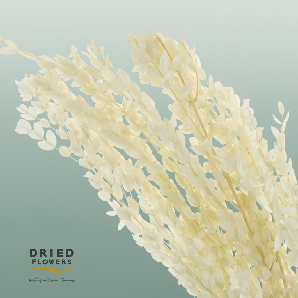 Dried Bleached Eucalyptus Parvifolia