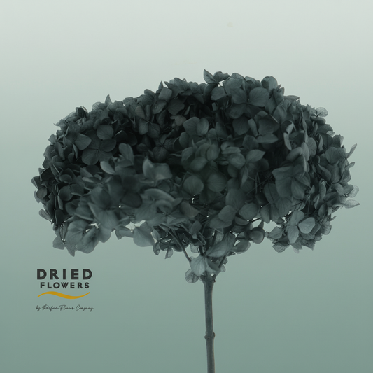 Dried Bleached Hydrangea Anna Black