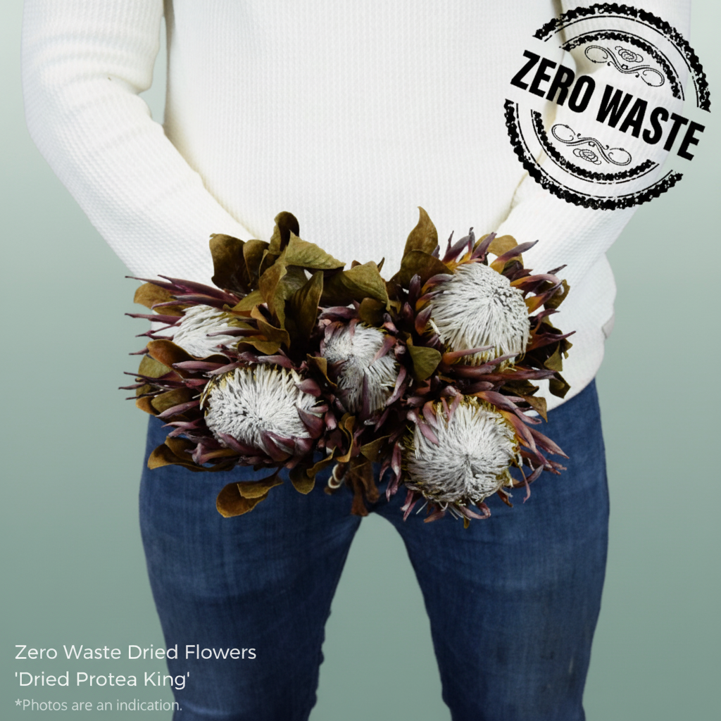 Dried Protea King