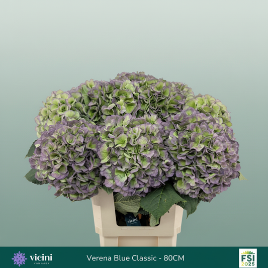 Hydrangea Classic Verena Purple/Green