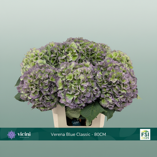 Hydrangea Classic Verena Purple/Green