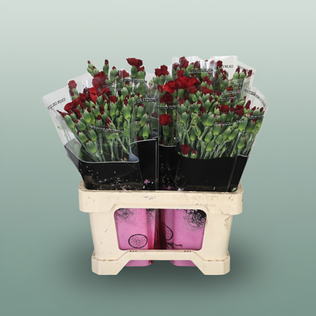 Carnation Spray Solomio Edo