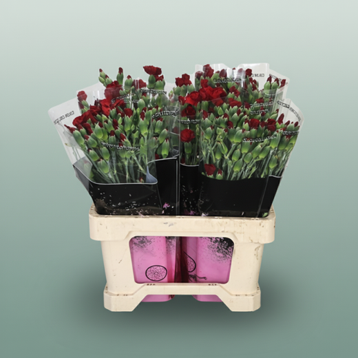 Carnation Spray Solomio Edo