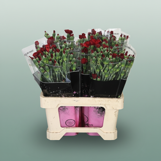 Carnation Spray Solomio Edo