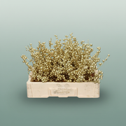 Ilex Berry Deyd Bordeaux