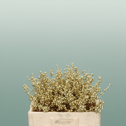 Ilex Berry Dyed Metallic Milka