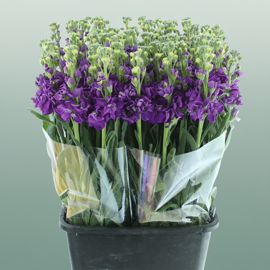 Matthiola Iron Purple (10 Stems)