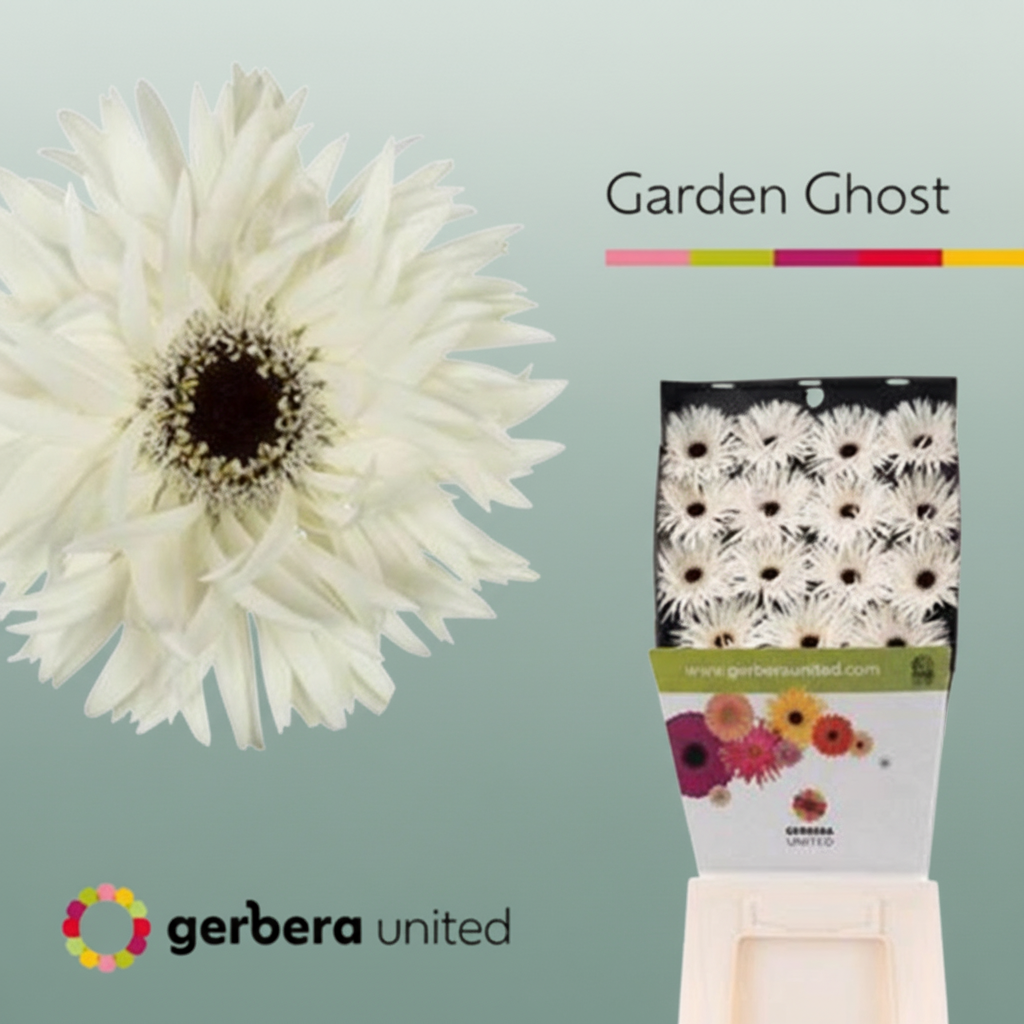 Gerbera Spider Ghost