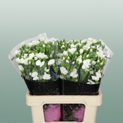 Carnation Spray Solomio Ard
