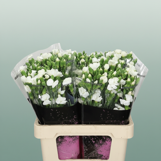 Carnation Spray Solomio Ard