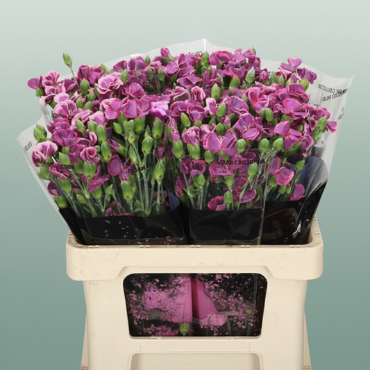 Carnation Spray Bono