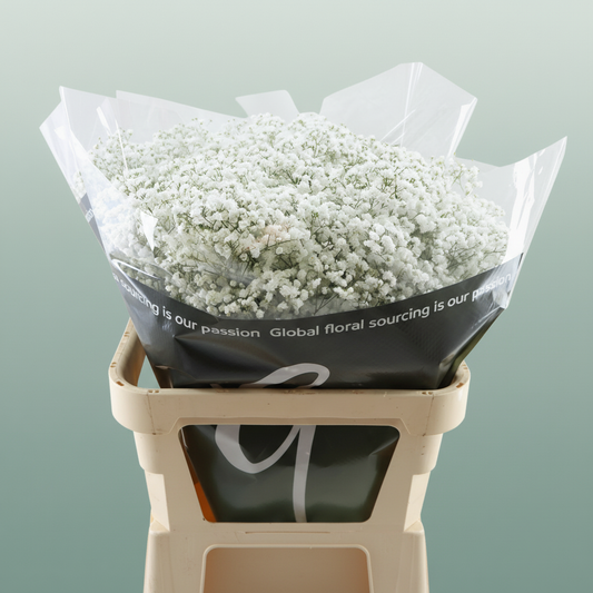 Gypsophila Equadorian Cosmic