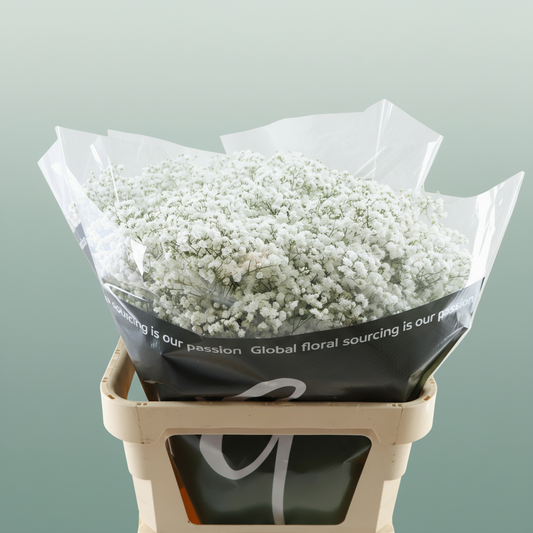 Gypsophila Equadorian Cosmic