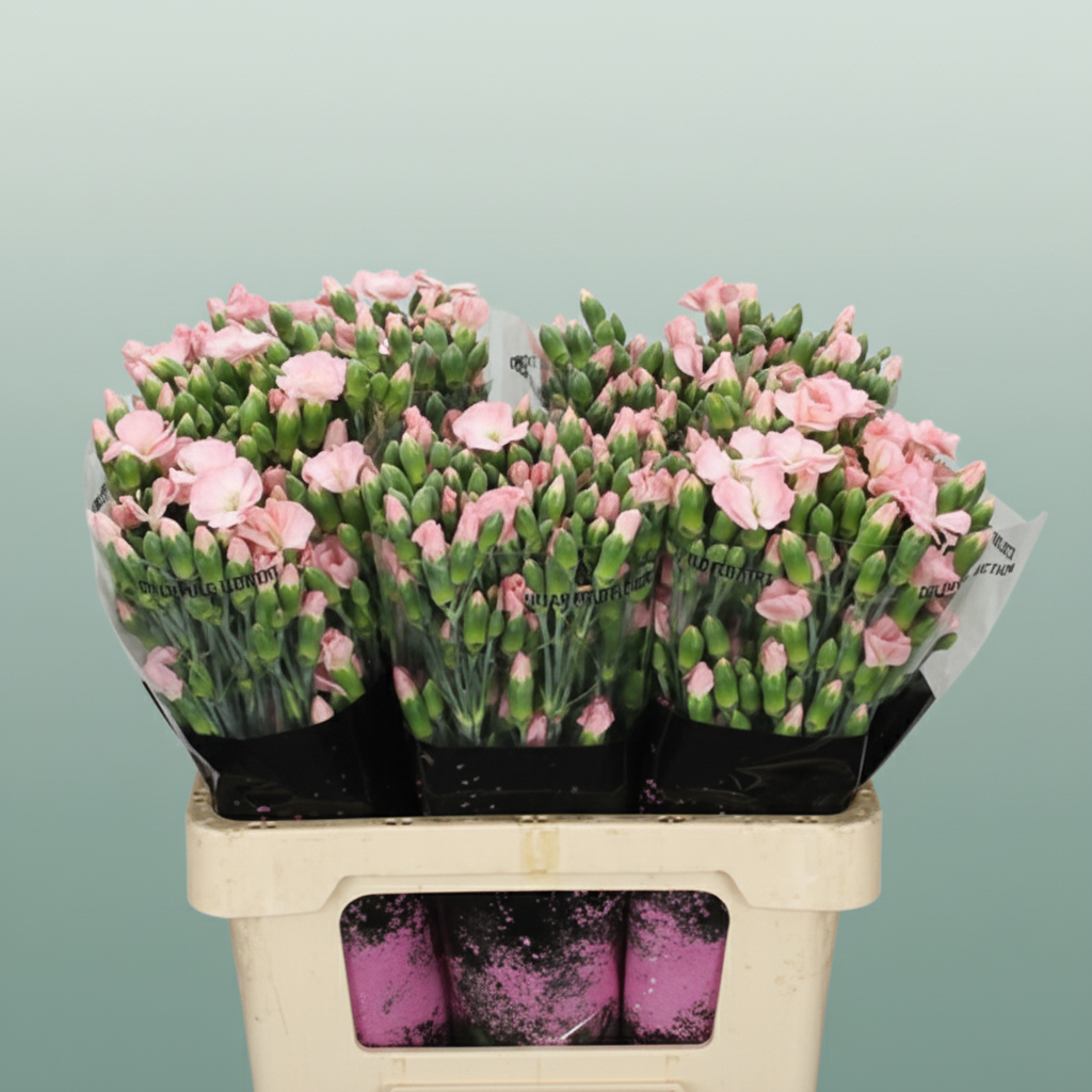 Carnation Spray Solomio Cas