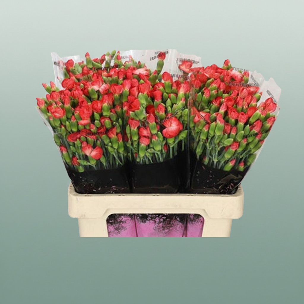 Carnation Spray Clif