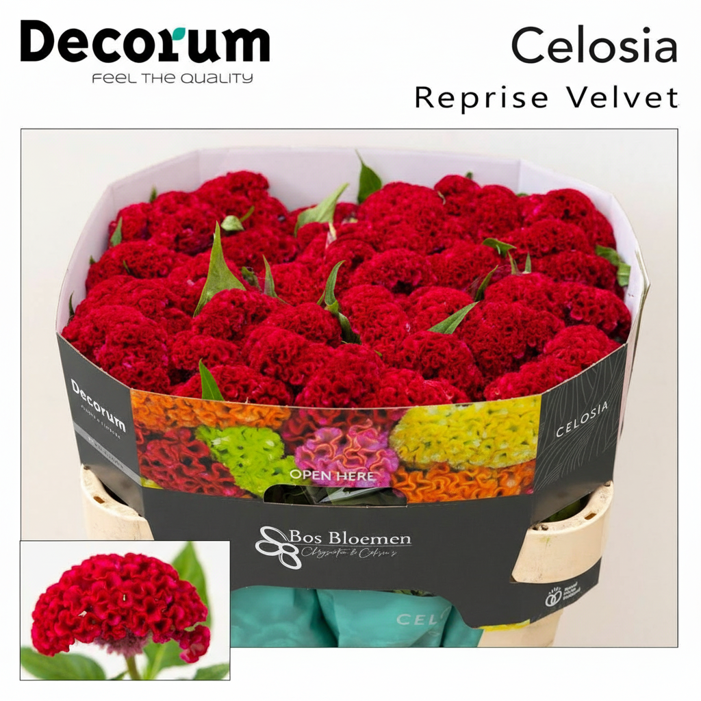 Celosia Reprise Velvet