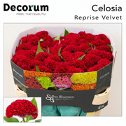 Celosia Reprise Velvet