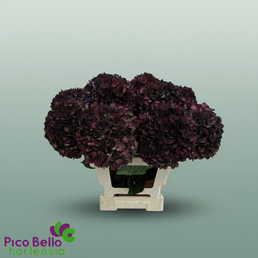 Hydrangea Classic Magical Ruby Dark Purple