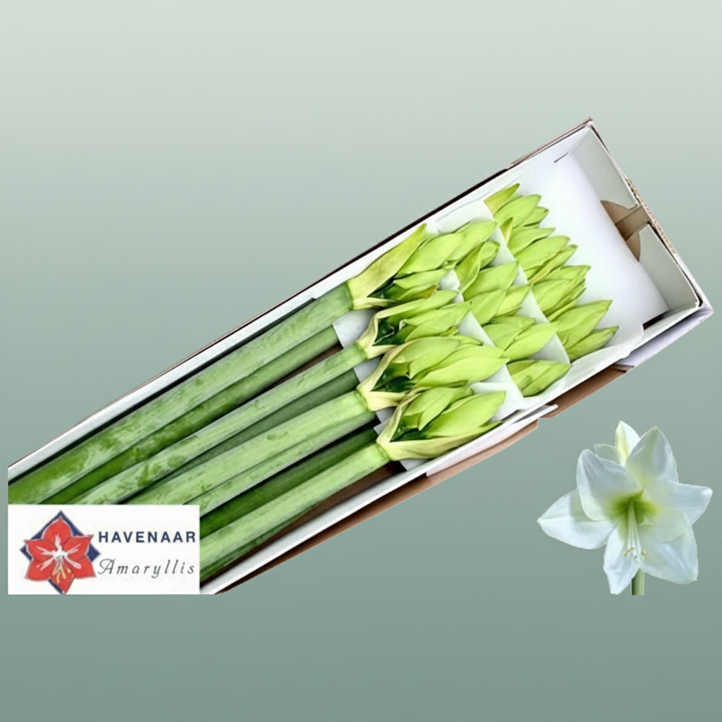 Amaryllis Albarino White