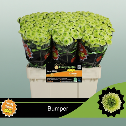 Spray Chrysanthemum - Chrysanthemum (Indicum Grp) - Santini