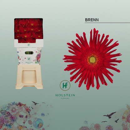 Gerbera - Gerbera - Pasta Brenn