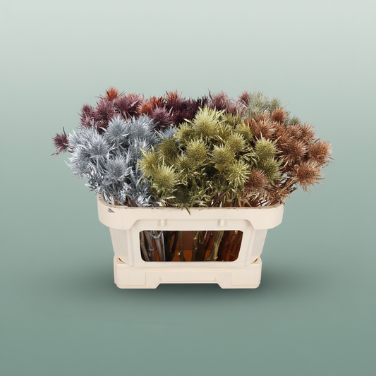 Blue Dyed Eryngium ‘Supernova’ – 60cm Stems
