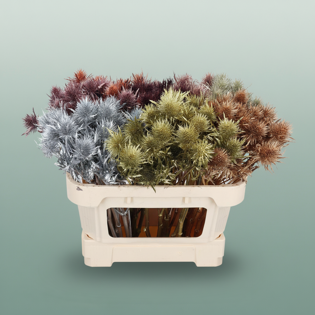 Dyed Light Blue Eryngium Cut Stems – 60cm