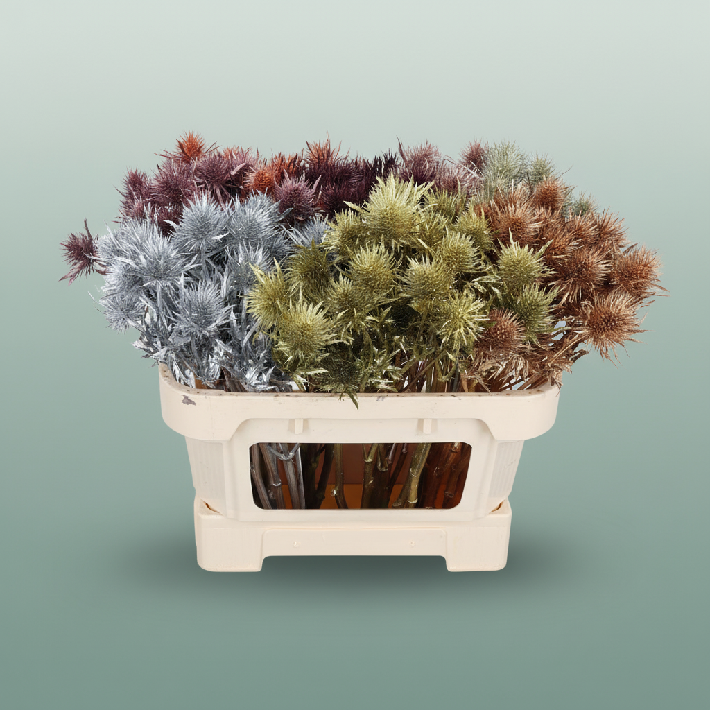 Light Pink Dyed Eryngium Stems – 60cm
