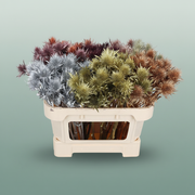 Light Pink Dyed Eryngium Stems – 60cm
