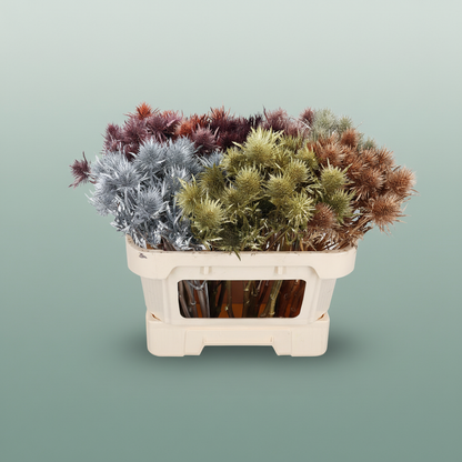 Eryngium Dyed Mint