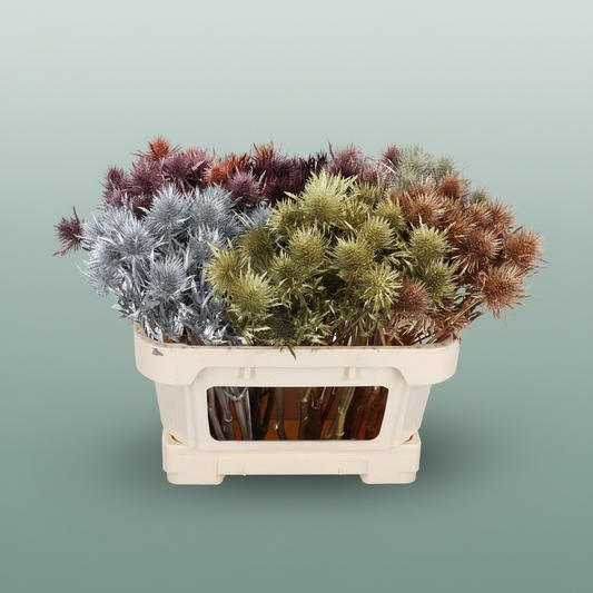Dyed Pink Eryngium Cut Flowers – 60cm Stems
