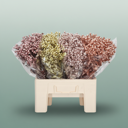 Wax Hydrangea