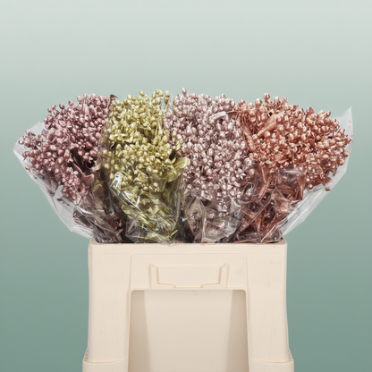 Wax Hydrangea