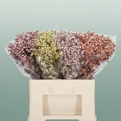 Wax Hydrangea