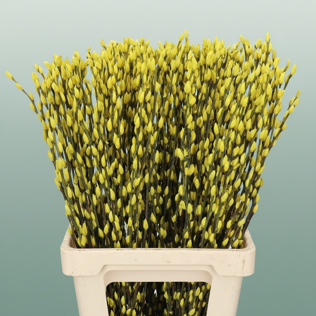 Salix Pussy Willow Dyed Green