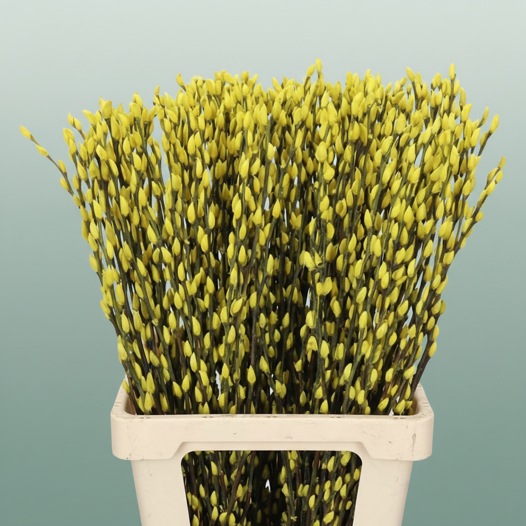 Salix Pussy Willow Dyed Orange