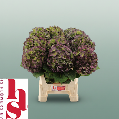 Hydrangea Classic Elbtal Blue