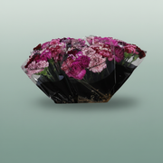 Carnation Standard Mix Purple