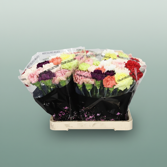 Carnation Standard Mix