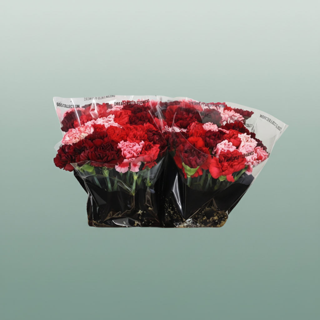 Standard Carnation - Dianthus - Overig