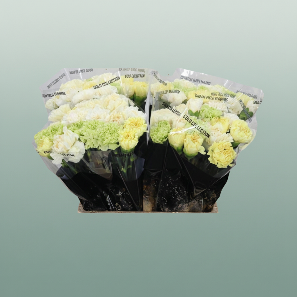 Carnation Standard Mix Yellow