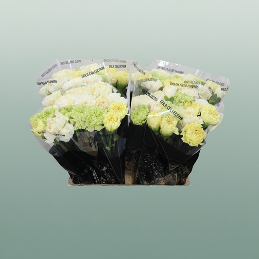 Carnation Standard Mix Yellow