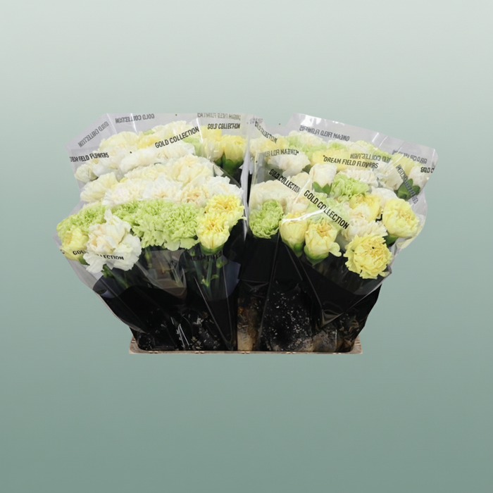 Carnation Standard Mix Yellow