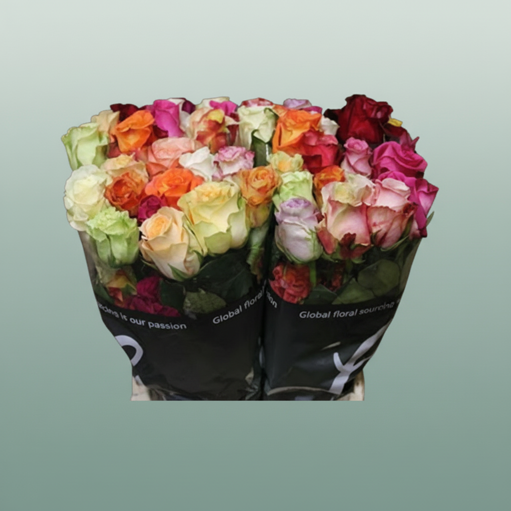 Rainbow Rose - Rosa - Large Flowered