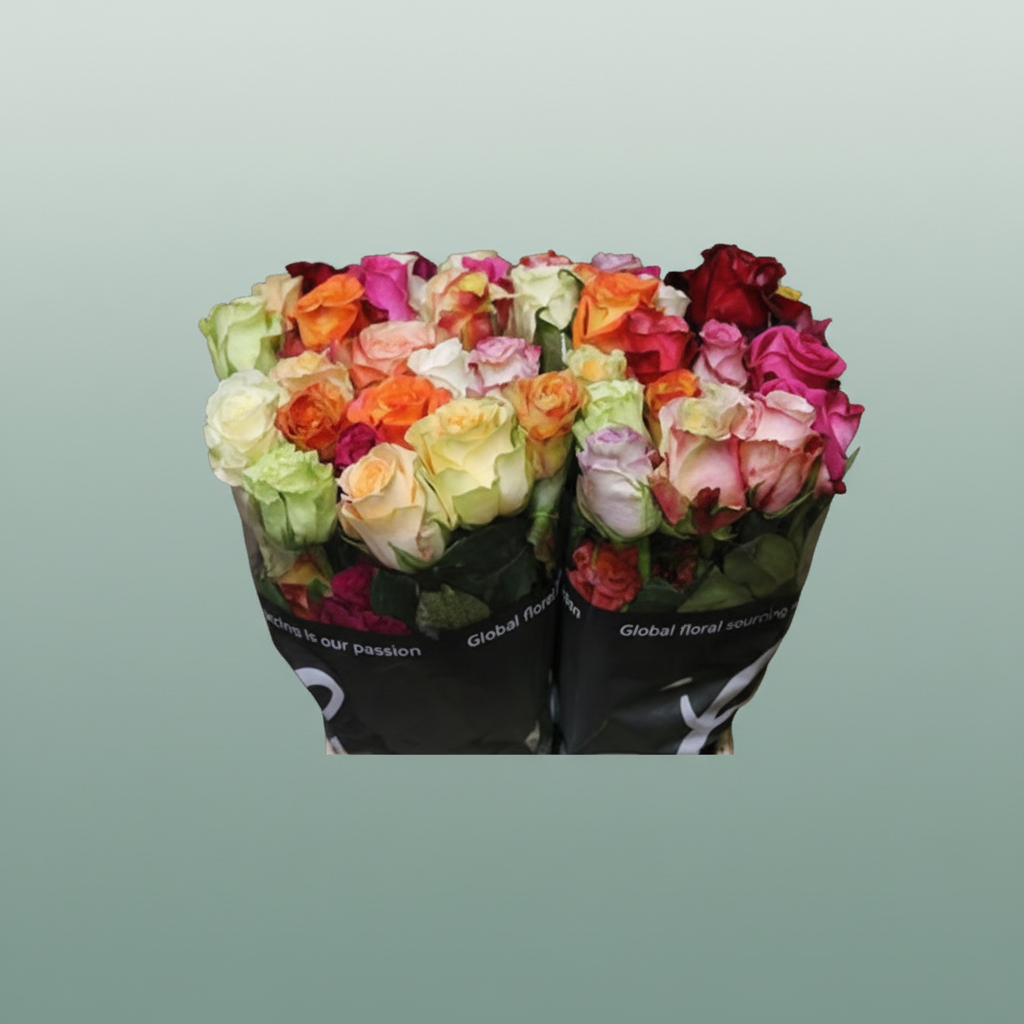 Rose Rainbow Chic